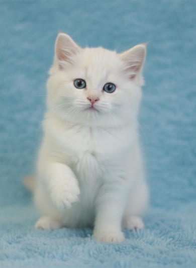 페르시안 친칠라 - 백야 (남아)