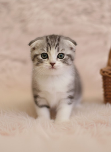 스코티쉬 폴드 - 마리 (여아)