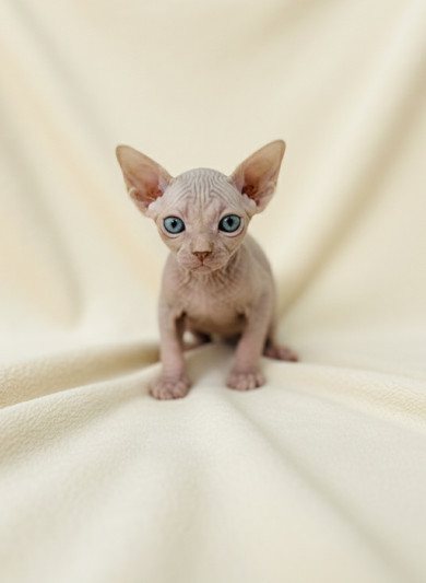 스핑크스 - 품바 (여아)