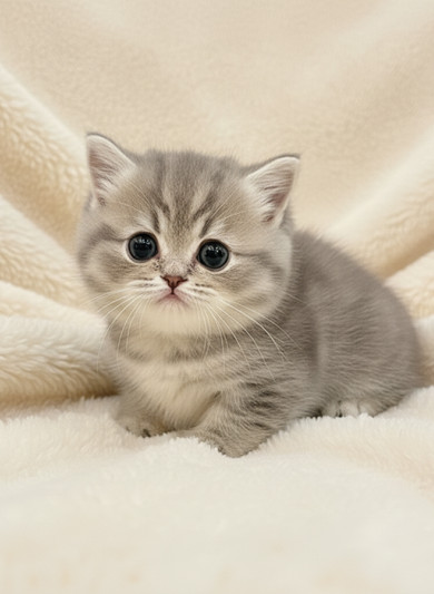 먼치킨 - 쇼리 (남아)