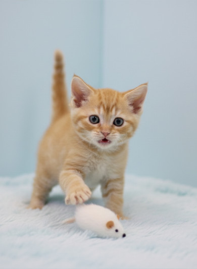 브리티쉬 숏헤어 - 라떼 (여아)