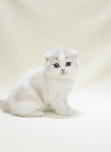 스코티쉬 폴드 - 포토 (여아)