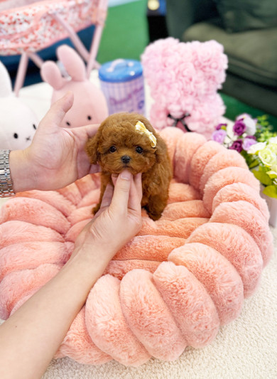 레드 토이푸들 - 버디 (남아)