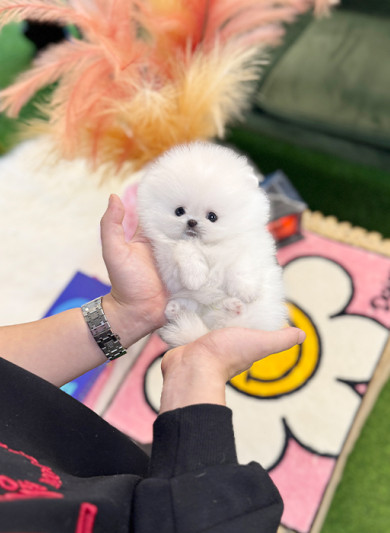 포메라니안 - 라니 (여아)