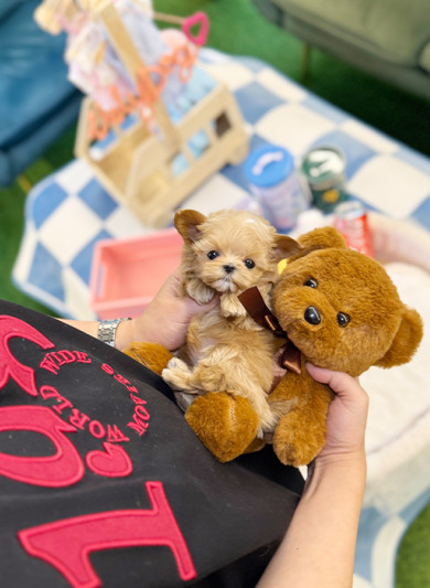 말티푸 - 베이 (여아)