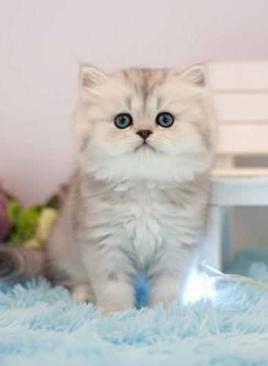 페르시안 친칠라 - 캐논 (남아)