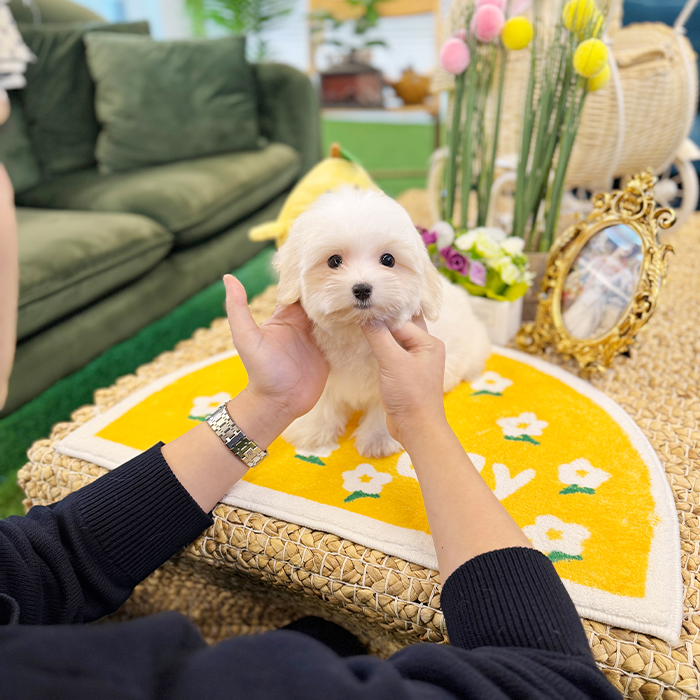 꼬숑 - 송송이 (남아)