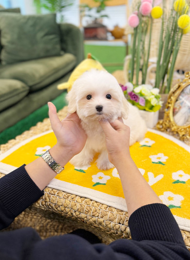 꼬숑 - 송송이 (남아)