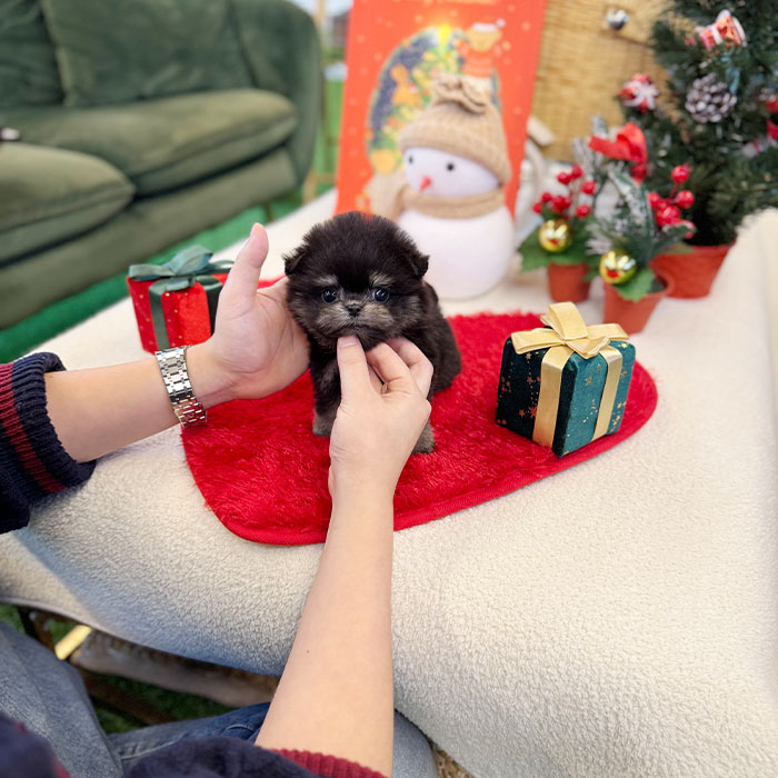 말티폼 - 연탄이 (남아)