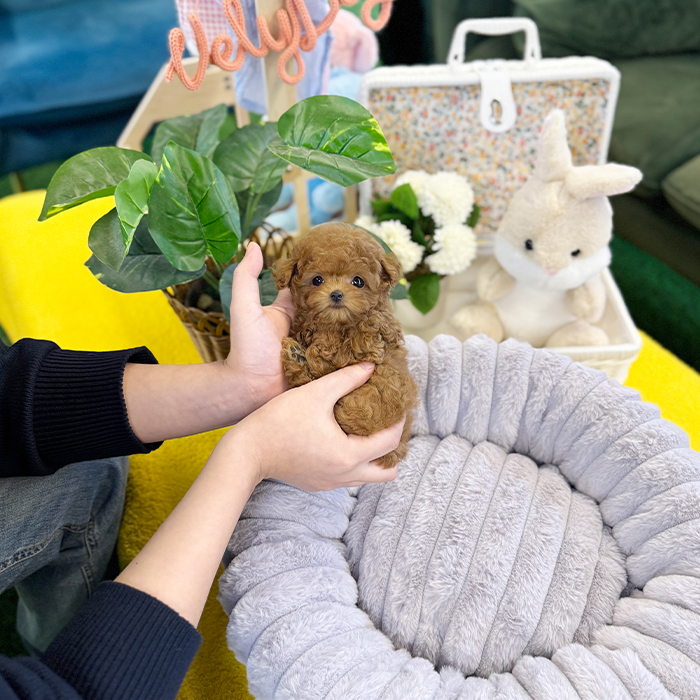 레드 토이푸들 - 핑크 (여아)