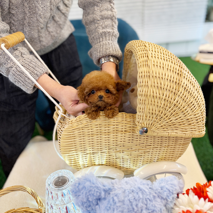 레드 토이 푸들 - 쑥이 (여아)