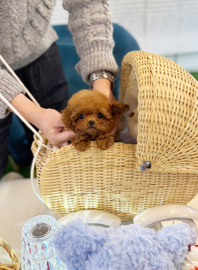 레드 토이 푸들 - 쑥이 (여아)