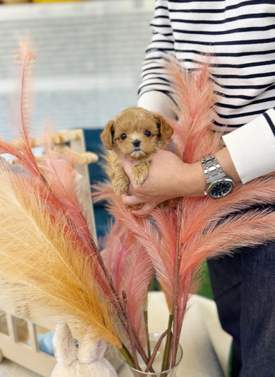 말티푸 - 콩지 (여아)