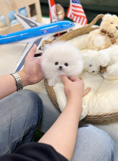 포메라니안 - 다미 (남아)