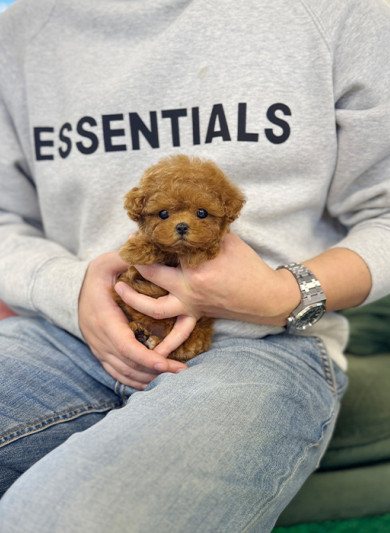 레드 토이 푸들 - 라키 (여아)