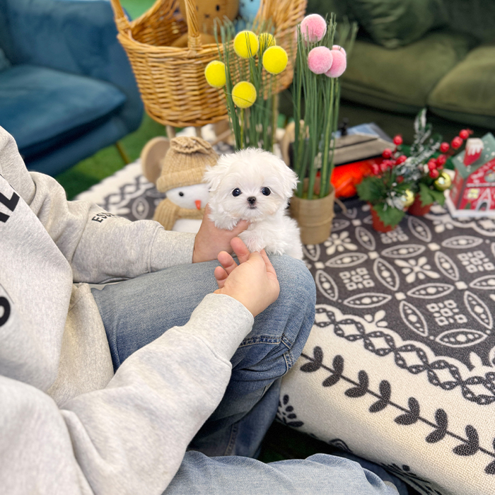 말티즈 - 앵두 (여아)