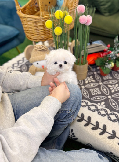 말티즈 - 앵두 (여아)