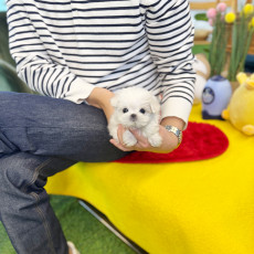 말티즈 - 시코 (여아)