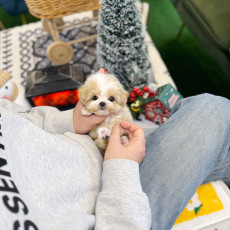 말티푸 - 라희 (여아)