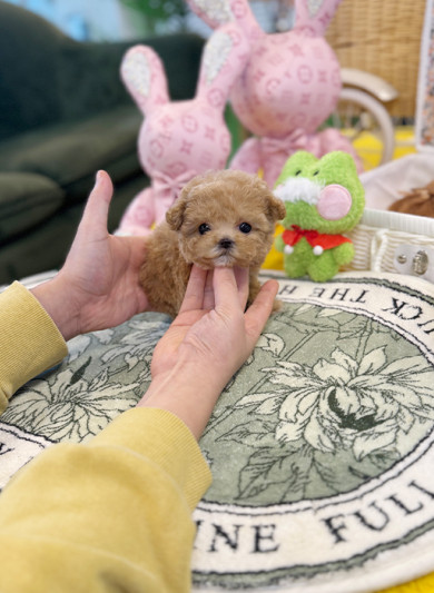 말티푸 - 노바 (여아)