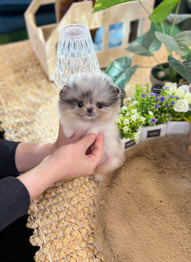 포메라니안 - 모찌 (여아)