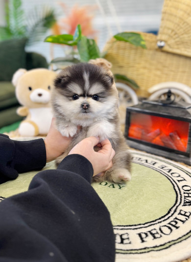 폼스키 - 루트 (남아)