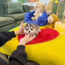 폼스키 - 삼지 (남아)