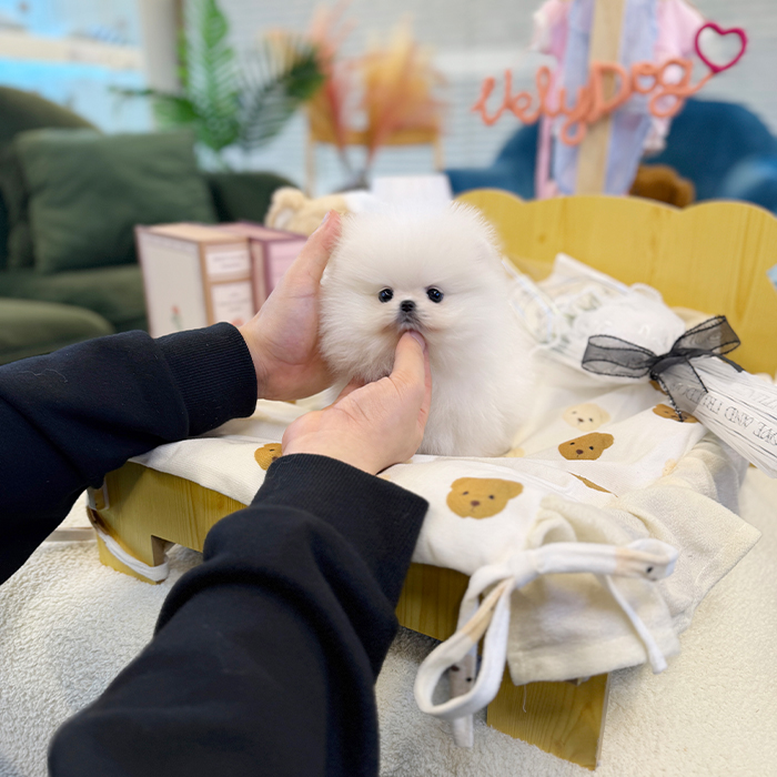 화이트 포메라니안 - 루딩 (여아)