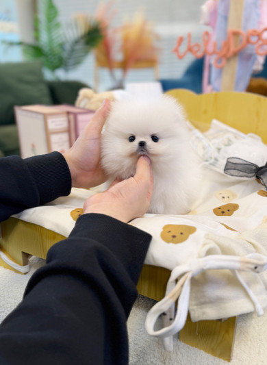 화이트 포메라니안 - 루딩 (여아)