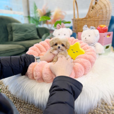 말티푸 - 쇼히 (남아)