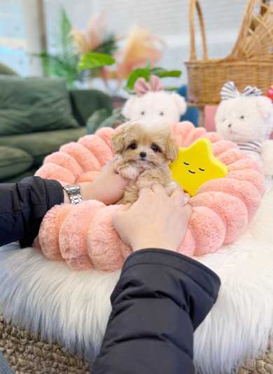 말티푸 - 쇼히 (남아)