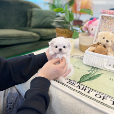 말티즈 - 나쉬 (여아)