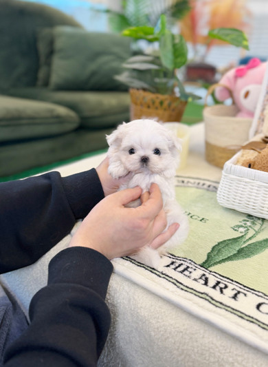 말티즈 - 나쉬 (여아)