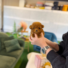 레드 토이 푸들 - 꼬물이 (여아)