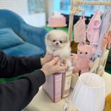 말티폼 - 체힝 (남아)