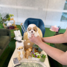 말티푸 - 연호 (남아)